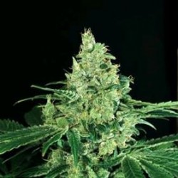 SIR JACK * EXOTIC SEEDS 3 SEMI FEM 