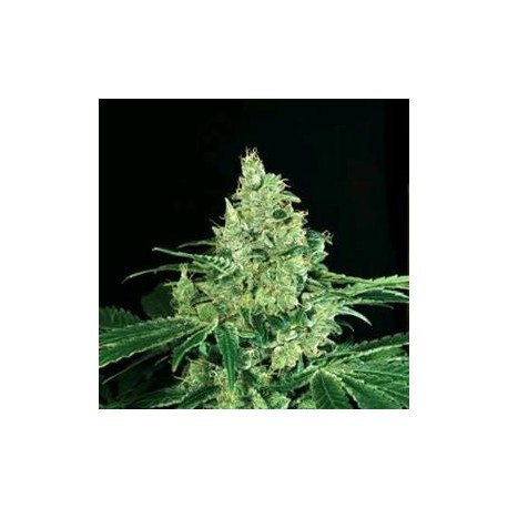 SIR JACK * EXOTIC SEEDS 3 SEMI FEM 