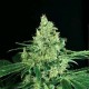 SIR JACK * EXOTIC SEEDS 5 SEMI FEM 