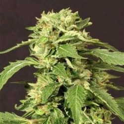 EXOTIC THAI * EXOTIC SEEDS 3 SEMI FEM 