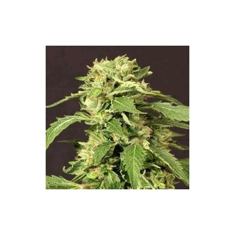 EXOTIC THAI * EXOTIC SEEDS 3 SEMI FEM 