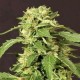 EXOTIC THAI * EXOTIC SEEDS 5 SEMI FEM 