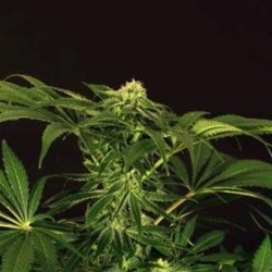 GREEN GUMMY * EXOTIC SEEDS 3 SEMI FEM 