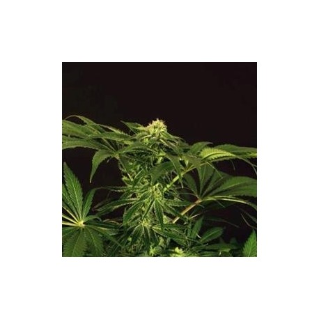 GREEN GUMMY * EXOTIC SEEDS 3 SEMI FEM 