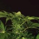 GREEN GUMMY * EXOTIC SEEDS 5 SEMI FEM 