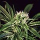 AMNESIA#7 * EXOTIC SEEDS 3 SEMI FEM 