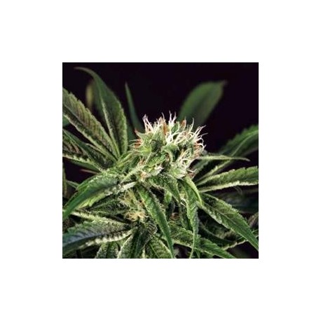 AMNESIA#7 * EXOTIC SEEDS 5 SEMI FEM 