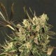 EXOTIC COLOURS * EXOTIC SEEDS 5 SEMI FEM 