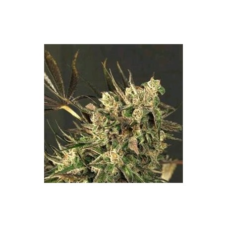 EXOTIC COLOURS * EXOTIC SEEDS 5 SEMI FEM 