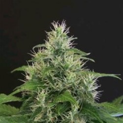 LEMON CANDY * EXOTIC SEEDS 3 SEMI FEM 