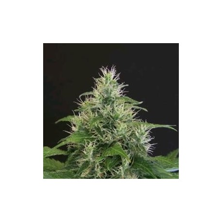 LEMON CANDY * EXOTIC SEEDS 3 SEMI FEM 