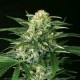 GIPSY WIDOW * EXOTIC SEEDS 3 SEMI FEM 