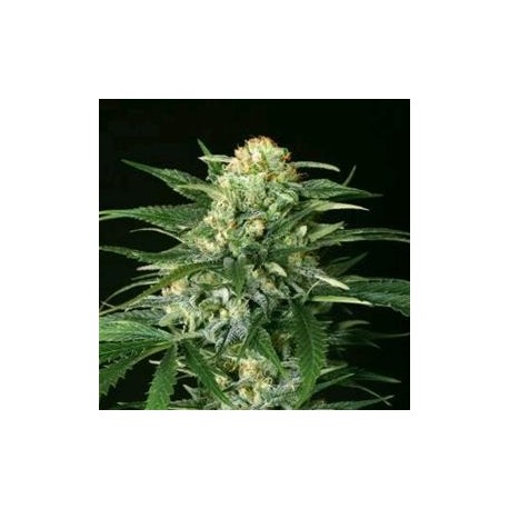 GIPSY WIDOW * EXOTIC SEEDS 3 SEMI FEM 