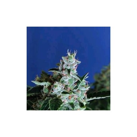 SIR JACK AUTO * EXOTIC SEEDS 5 SEMI FEM 