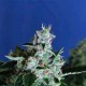 SIR JACK AUTO * EXOTIC SEEDS 10 SEMI FEM 