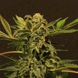 RUSSIAN AUTO * EXOTIC SEEDS 3 SEMI FEM 