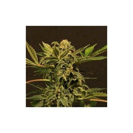 RUSSIAN AUTO * EXOTIC SEEDS 3 SEMI FEM 