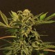 RUSSIAN AUTO * EXOTIC SEEDS 5 SEMI FEM 