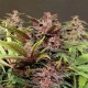 BLACK HAZE AUTO * EXOTIC SEEDS 5 SEMI FEM 