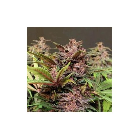 BLACK HAZE AUTO * EXOTIC SEEDS 5 SEMI FEM 