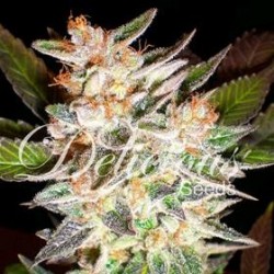 DELICIOUS CANDY AUTO * DELICIOUS SEEDS 3 SEMI FEM