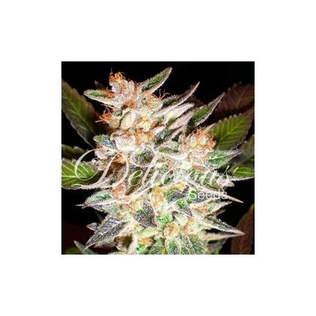 DELICIOUS CANDY AUTO * DELICIOUS SEEDS 3 SEMI FEM