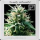 SWEETY AUTO * BLIM BURN 3 SEMI FEM