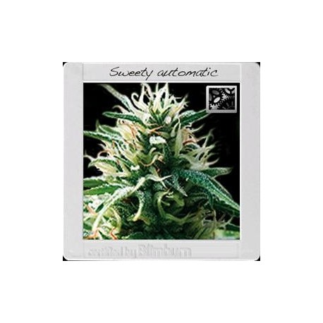 SWEETY AUTO * BLIM BURN 3 SEMI FEM