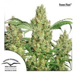 POWER PLANT ® * DUTCH PASSION 10 SEMI FEM