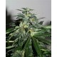 CYBER CRISTAL * K.C.BRAINS 5 SEMI REG