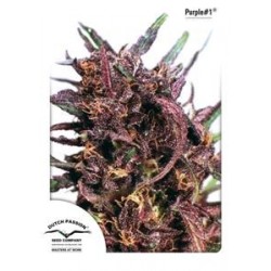 PURPLE #1 ® * DUTCH PASSION 10 SEMI FEM