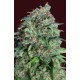 CHOCOLATE SKUNK CBD* 00SEEDS 5 SEMI FEM