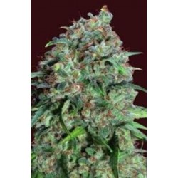 CHOCOLATE SKUNK CBD* 00SEEDS 5 SEMI FEM