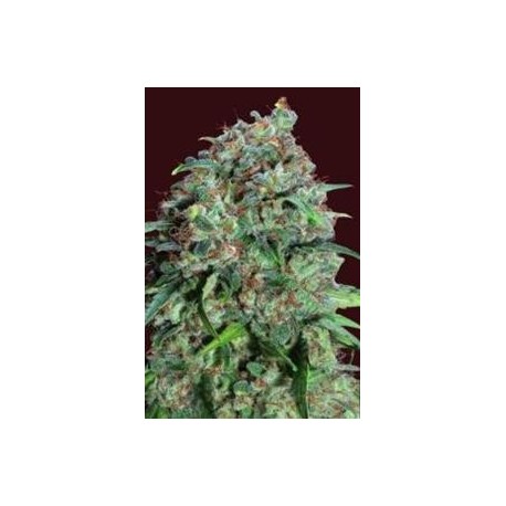 CHOCOLATE SKUNK CBD* 00SEEDS 5 SEMI FEM