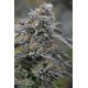 BLACK D.O.G. *HUMBOLDT SEEDS 10 SEMI FEM