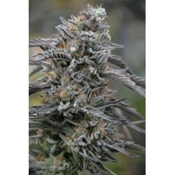 BLACK D.O.G. *HUMBOLDT SEEDS 10 SEMI FEM