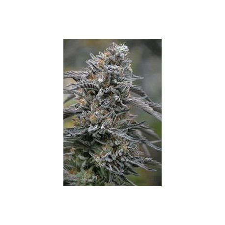 BLACK D.O.G. *HUMBOLDT SEEDS 10 SEMI FEM