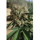 SAPPHIRE OG *HUMBOLDT SEEDS 3 SEMI FEM