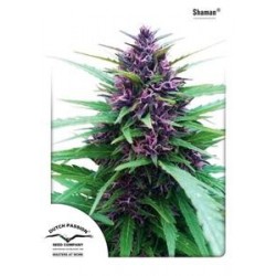 SHAMAN ® * DUTCH PASSION 10 SEMI FEM