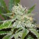 ORIGINAL JUAN HERER * DELICIOUS SEEDS SATIVA 1 SEME FEM