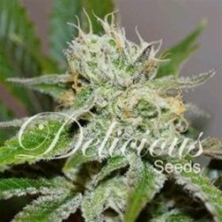 ORIGINAL JUAN HERER * DELICIOUS SEEDS SATIVA 1 SEME FEM