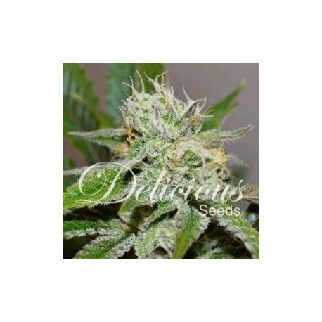 ORIGINAL JUAN HERER * DELICIOUS SEEDS SATIVA 1 SEME FEM