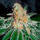 CBD JAM * DELICIOUS SEEDS 1 SEME FEM