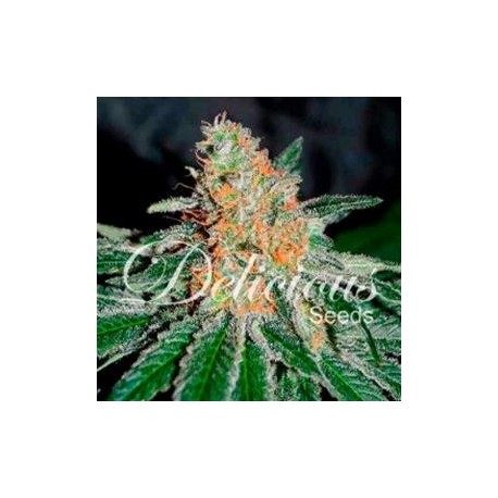 CBD JAM * DELICIOUS SEEDS 1 SEME FEM