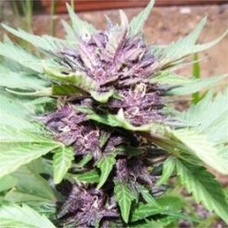 DARK PURPLE AUTO * DELICIOUS SEEDS INDICA 1 SEME FEM