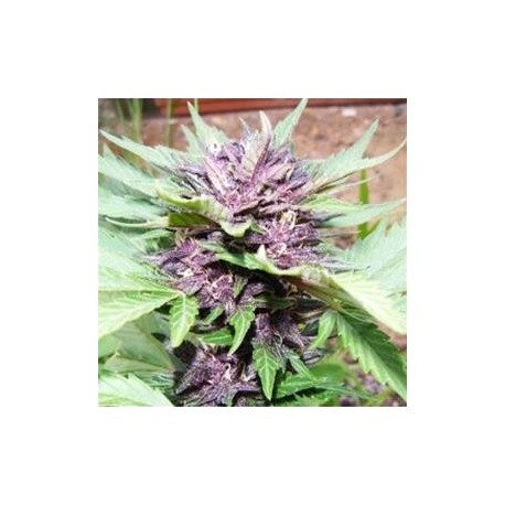 DARK PURPLE AUTO * DELICIOUS SEEDS INDICA 1 SEME FEM