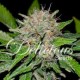 DEEP MANDARIN CBD* DELICIOUS SEEDS INDICA 1 SEME FEM