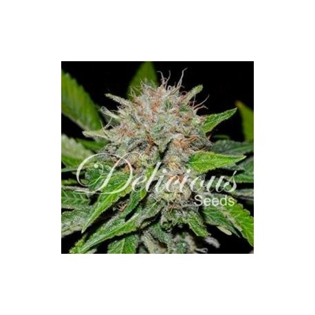 DEEP MANDARIN CBD* DELICIOUS SEEDS INDICA 1 SEME FEM