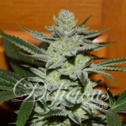 DESCONOCIDA KUSH * DELICIOUS SEEDS 1 SEME FEM