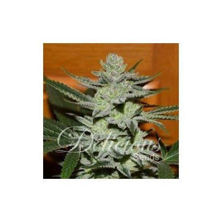 DESCONOCIDA KUSH * DELICIOUS SEEDS 1 SEME FEM